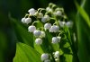 Lily_of_the_valley_777.jpg