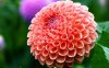 flower-beauty-dahlia.jpg